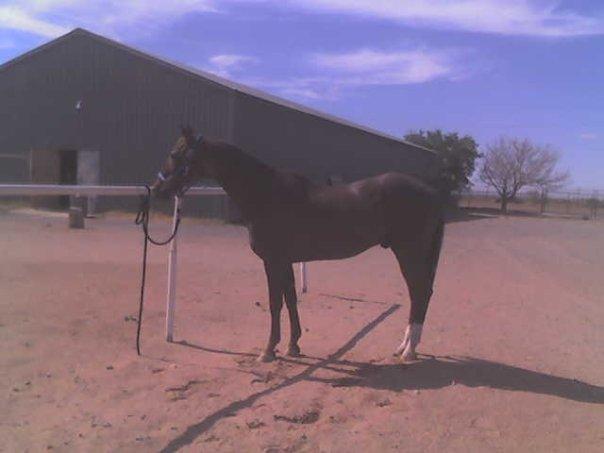 Mark Blain's album, Our Horses