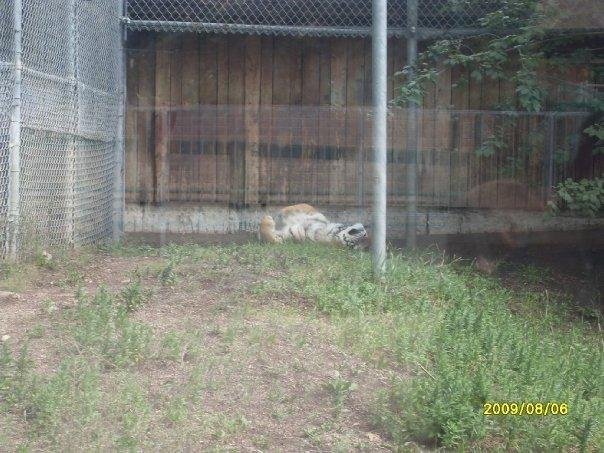Siberian Tiger