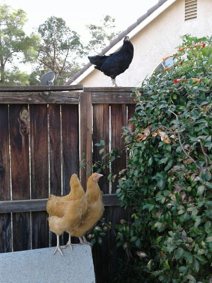 The pullets are trying to escape!
Hendrix is leading the way.
Blondes are skeptical