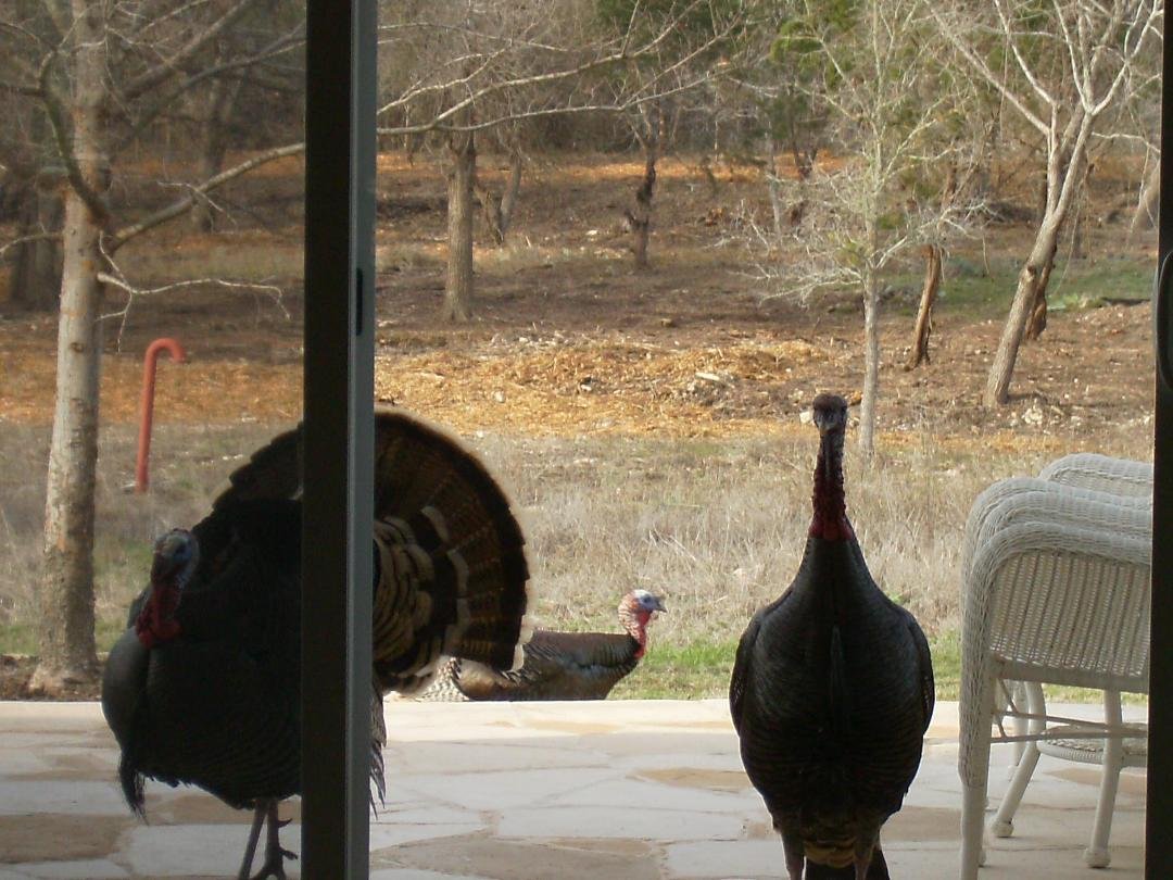 These turkeys really wanted in my house!