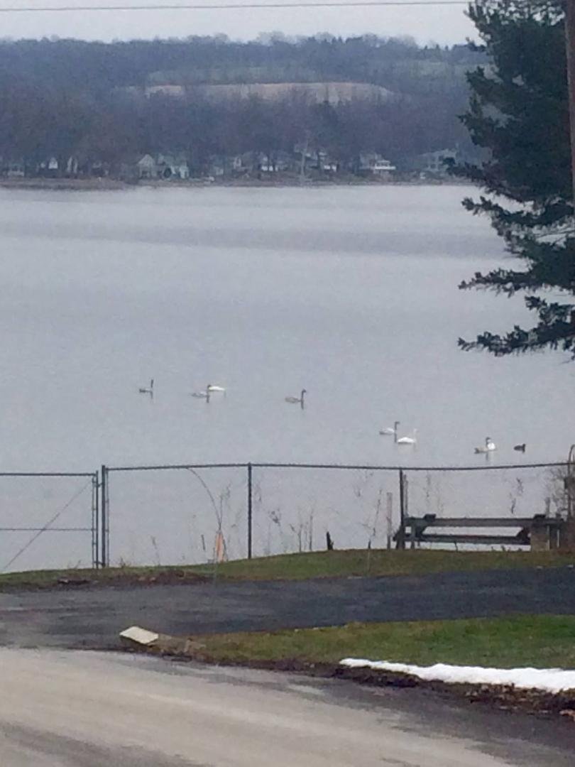 Tundra swans hanging out
