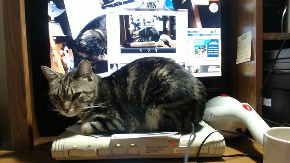 I did not know this was Kitty day. This is Darte'