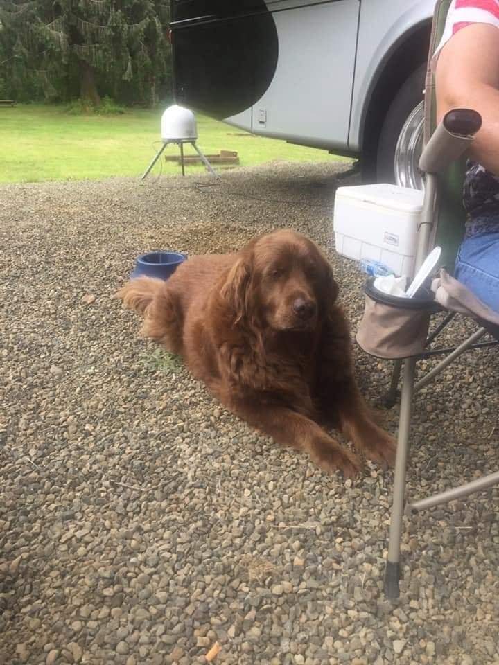 Anybody missing beautiful dog? Humptulips area. Grays Harbor County