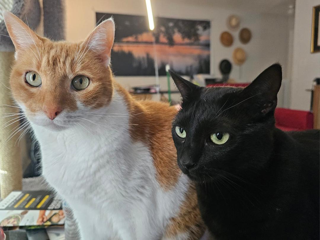 Richie (left) and Billie (right) both share some uninvited lap time with me this evening. I am honored and annoyed at the same time. But, once again, I capitulate.