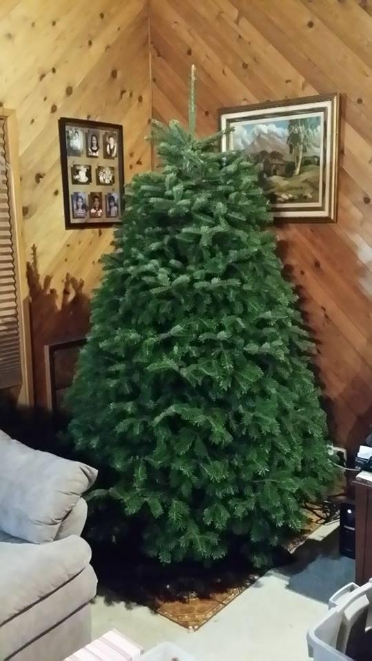Here it is 1/10/15. The tree still looks as good as the day we cut it almost a month ago. Could leave it up for a few more weeks....NO