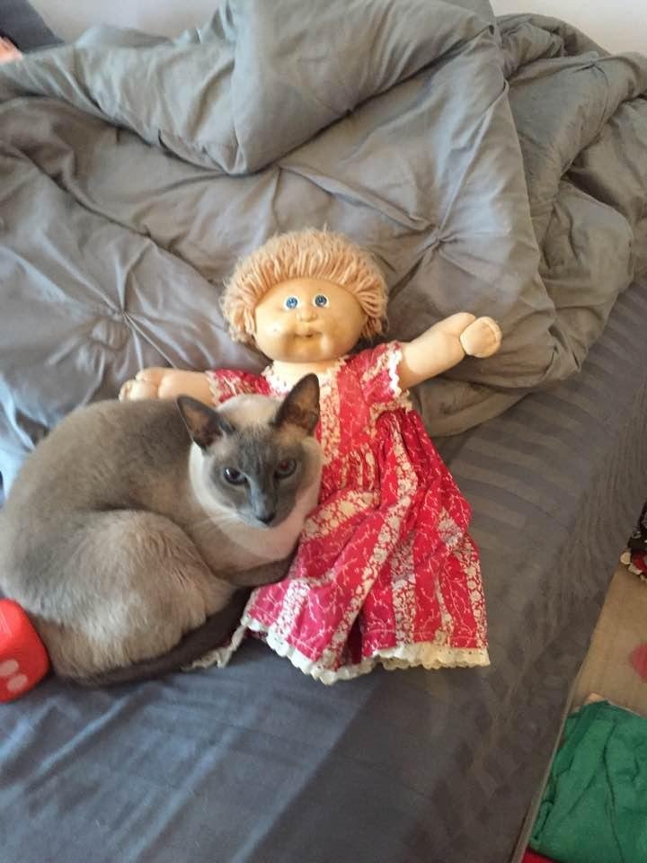 Cat has a friend!!!