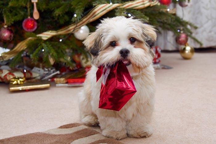 "Puppy at Christmas" puzzle, from https://puzzleddogs.com?pid=puppy_at_christmas