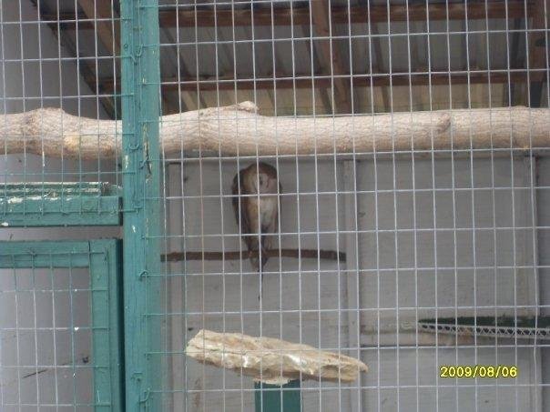 Barn Owl