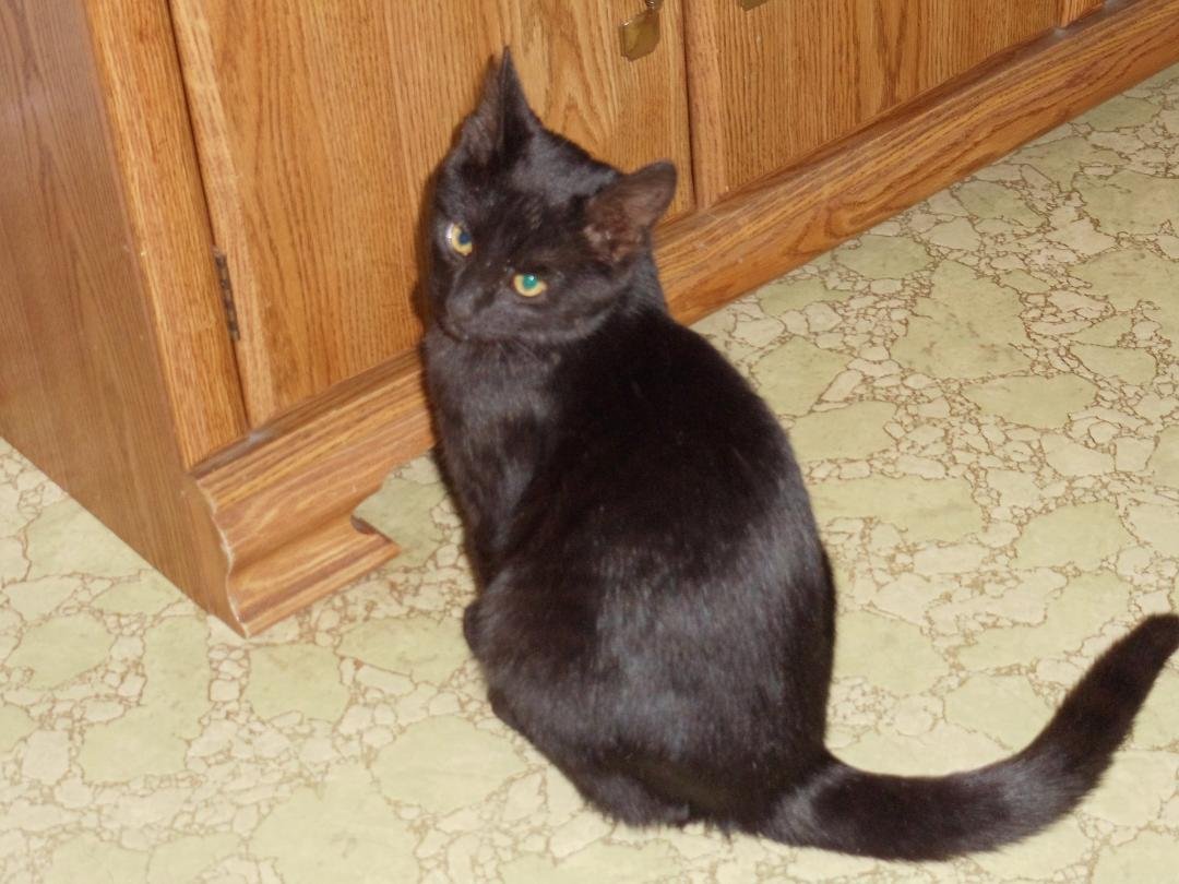 Our New Cat