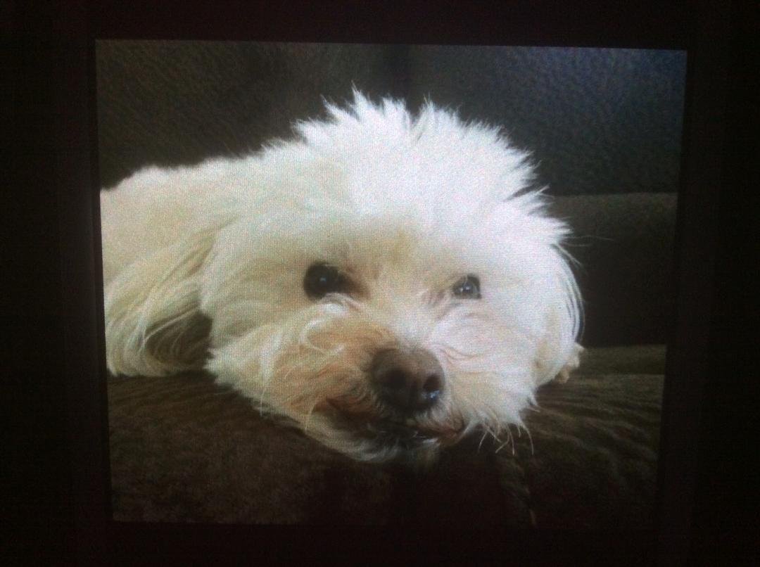 This little guy needs a forever home. 4 years old Male his name is Moe , thought he had a forever home but did not work out.