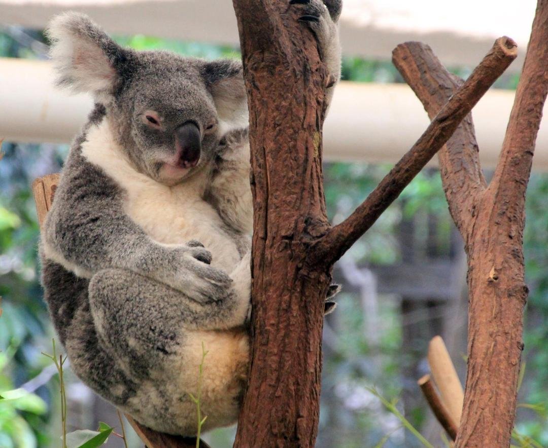 Finally finished uploading the photos from our Australia circumnavigation cruise to our website at: https://philhouse.smugmug.com/Australia-Circumnavigation-2017/
You can't have too many Koala pics. 😉