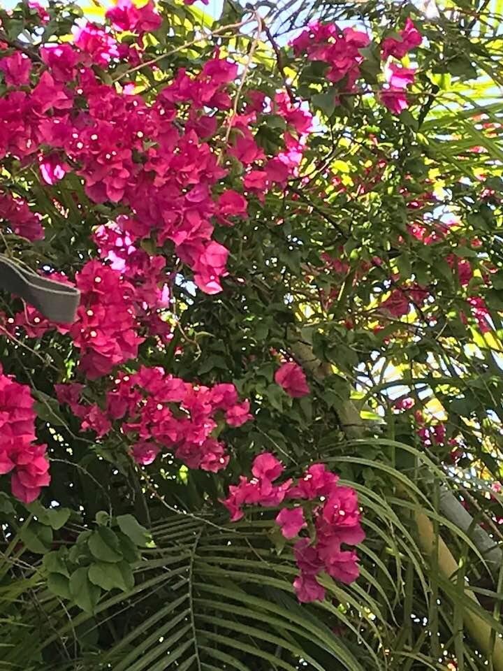 Here is part of that flowering tree.