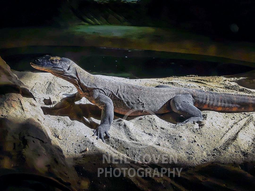 Komodo dragon taken at the zoo with my phone