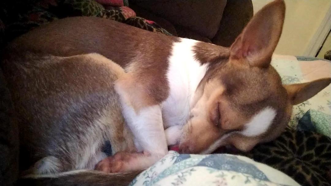 My baby had his nails done, ears cleaned , and teeth brushed at Petsmart today and a bath when we got home Wore him out