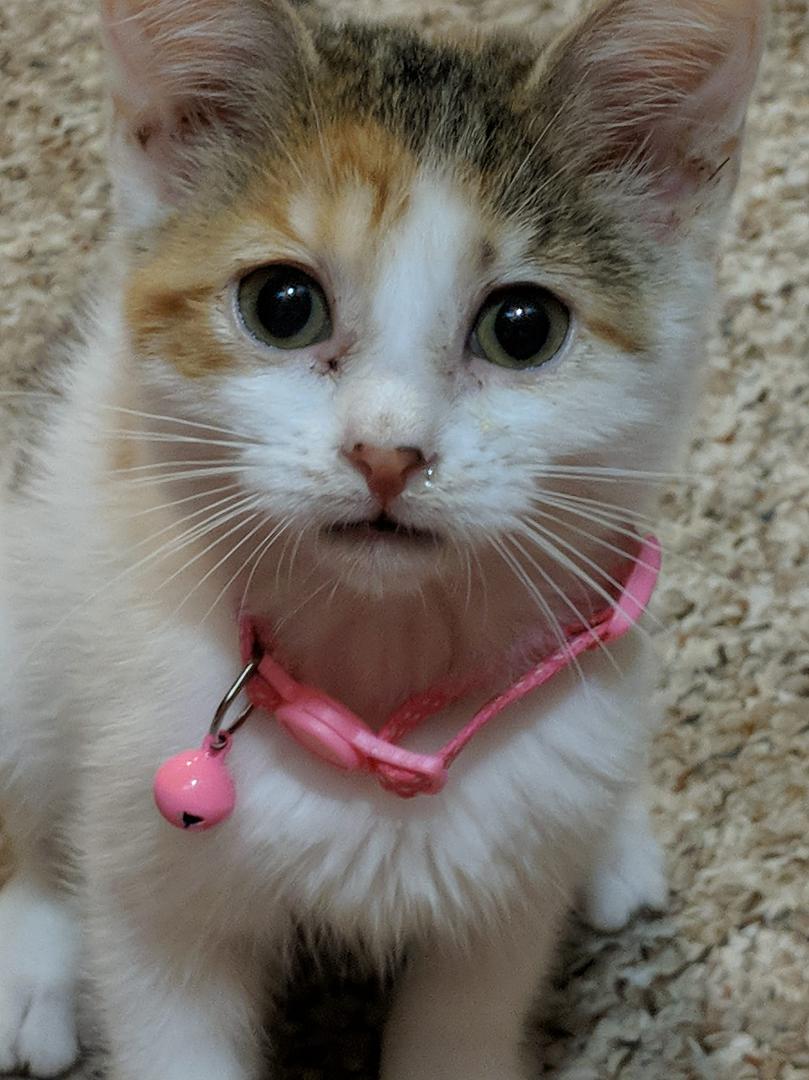 Newest member of the Hucks family...Calli Marie.