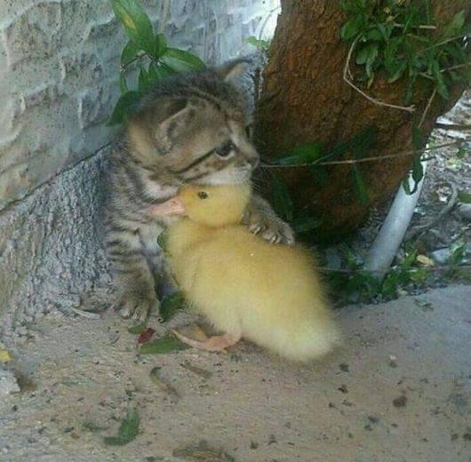 "Why can't we all just get along?"