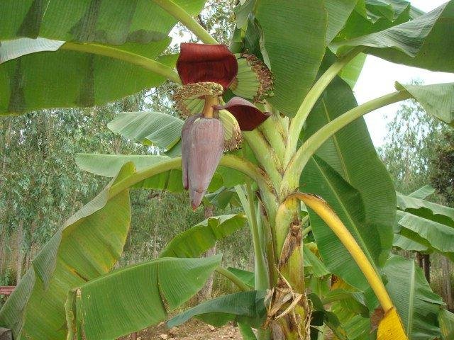 I planted seven banana trees last year, now i get pay off from one, Just hope some one dosen't help themself to them first.