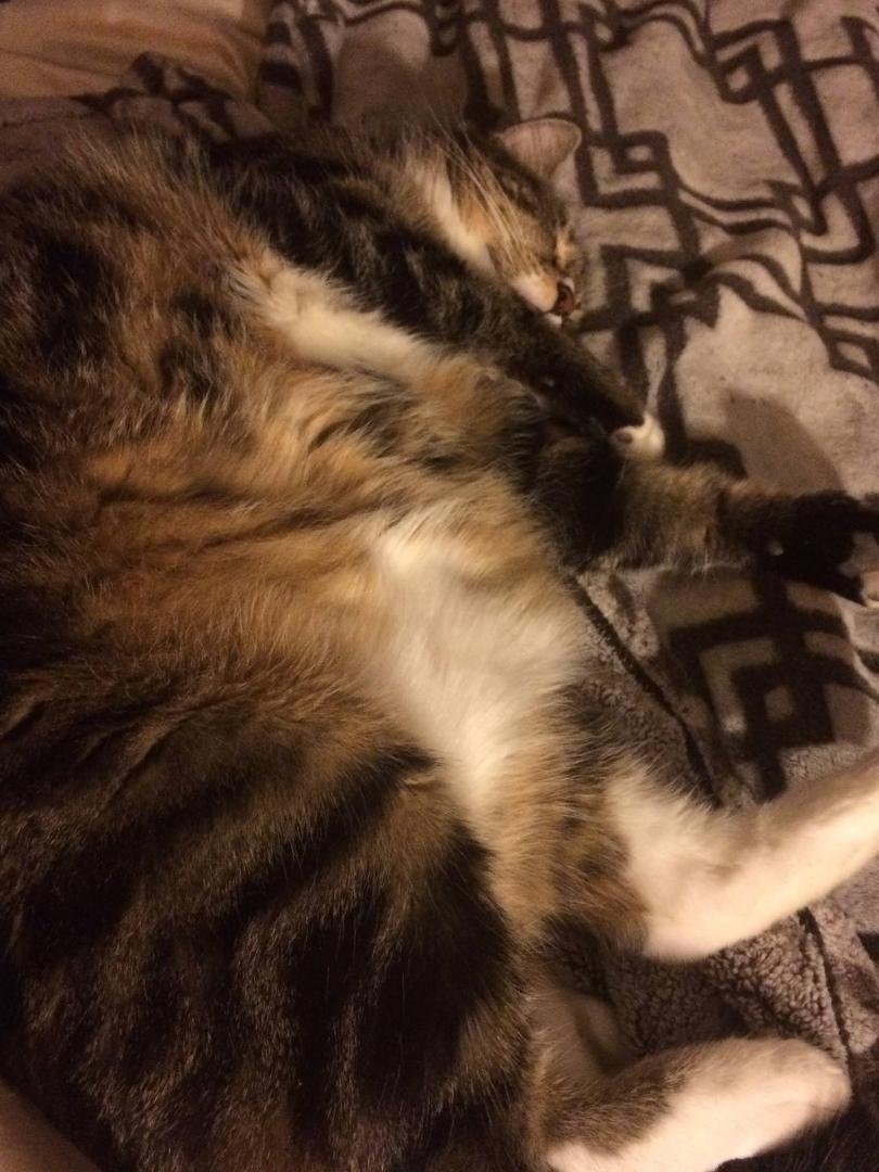 Little girl sound asleep beside me, wish I could sleep like that! 🐱