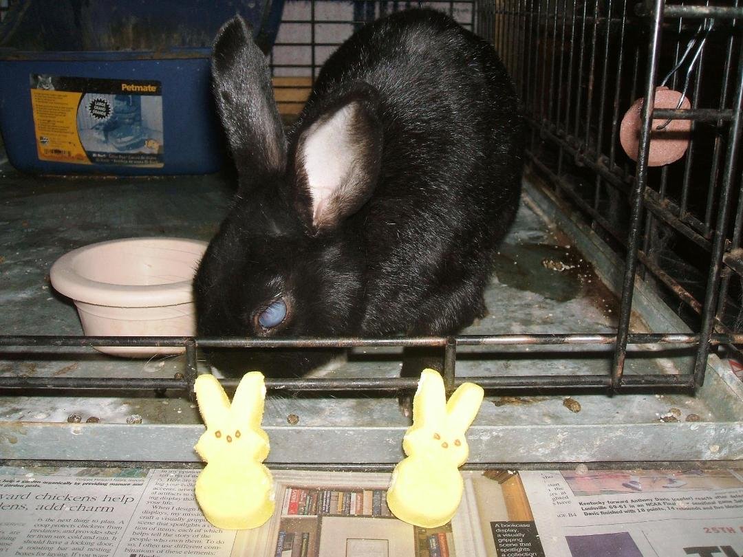 I have had bunny duty for the past few days.  Yesterday was his tenth "birthday" and I managed to get a rare and candid photo:  Clyde hangin' with his peeps.