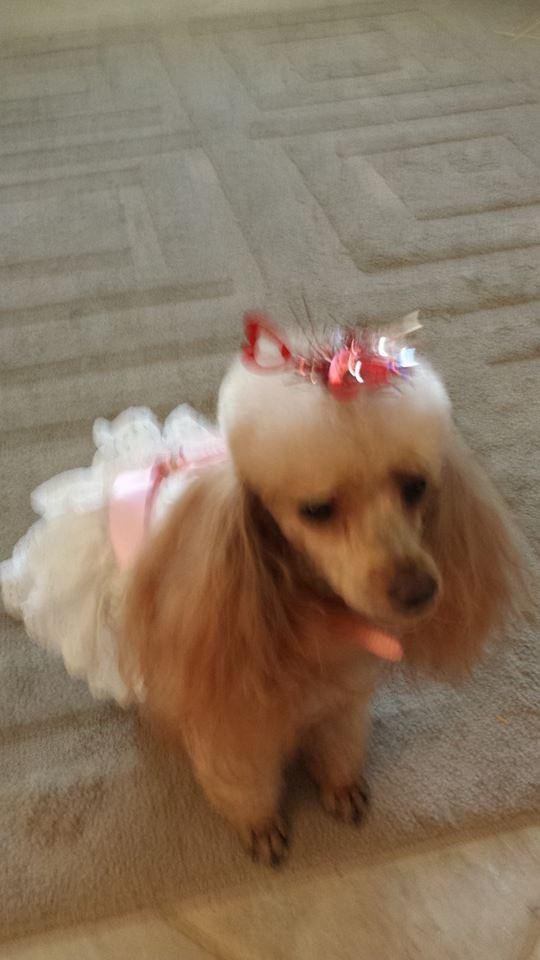 Happy Valentines Day Cupcake is ready to go on the town