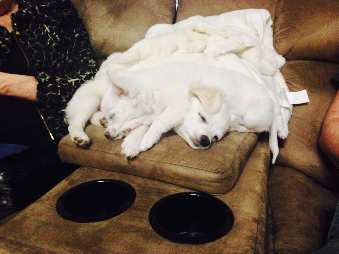 Ever see an 8 legged 2 headed puppy?