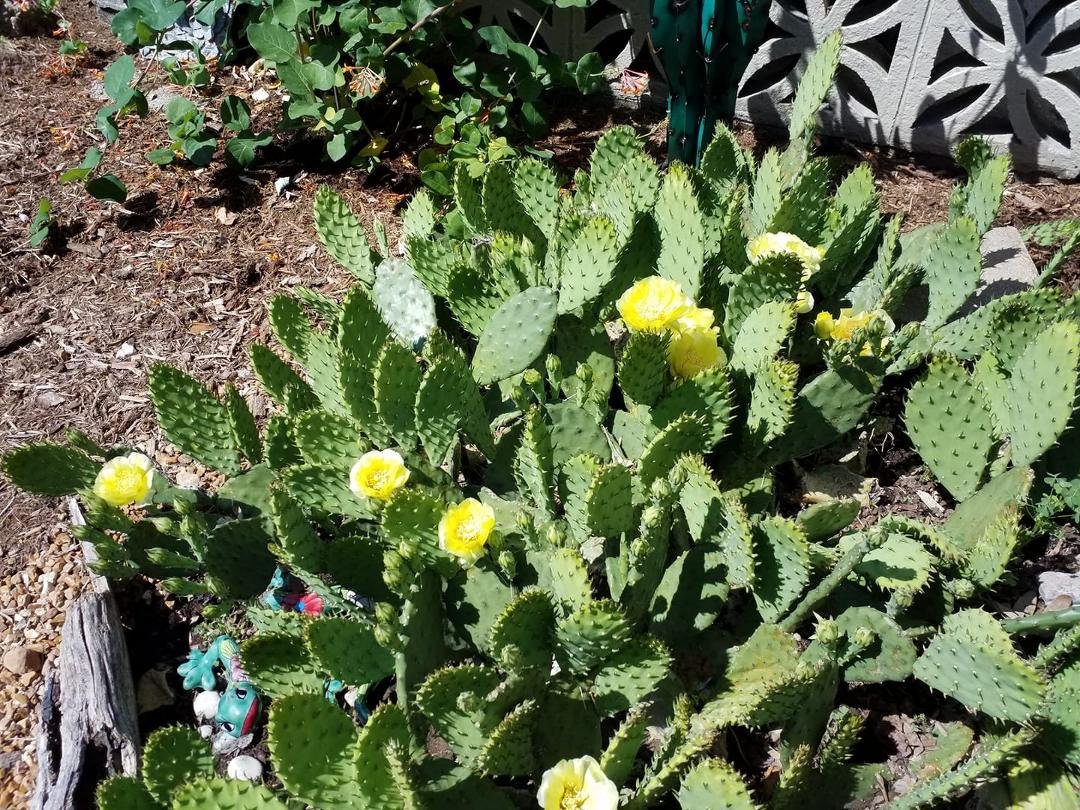 Our prickly pear cacti are loving this weather.
