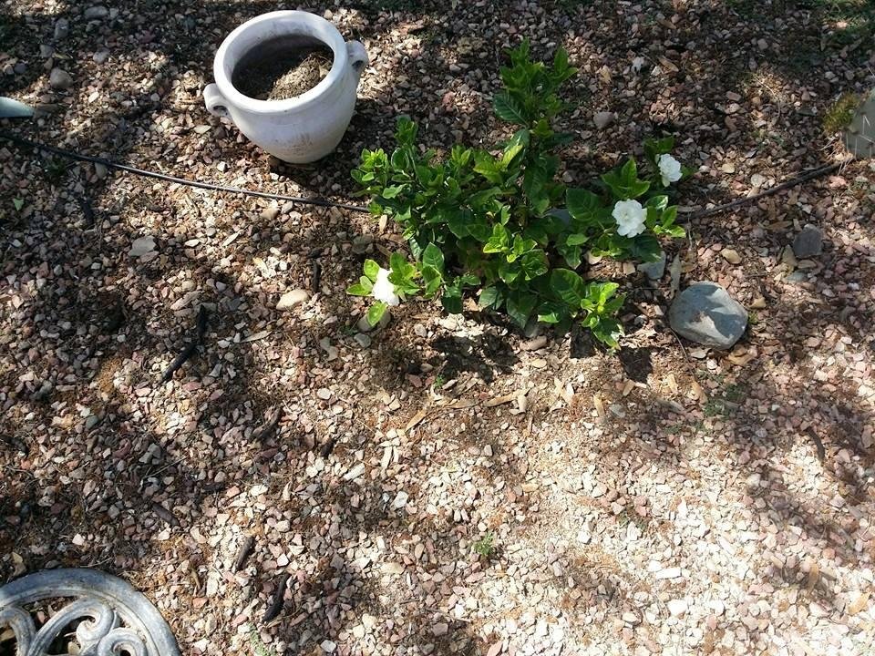 Woo hoo my gardenia is blooming. It smells delicious