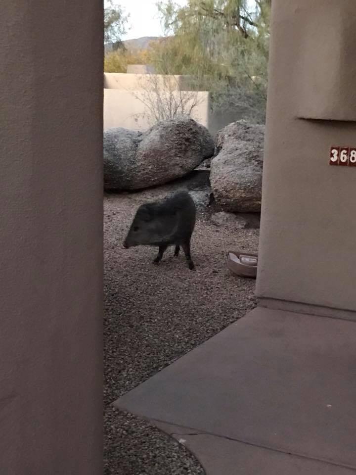 A Havilina. They are MEAN wild pigs roaming the resort