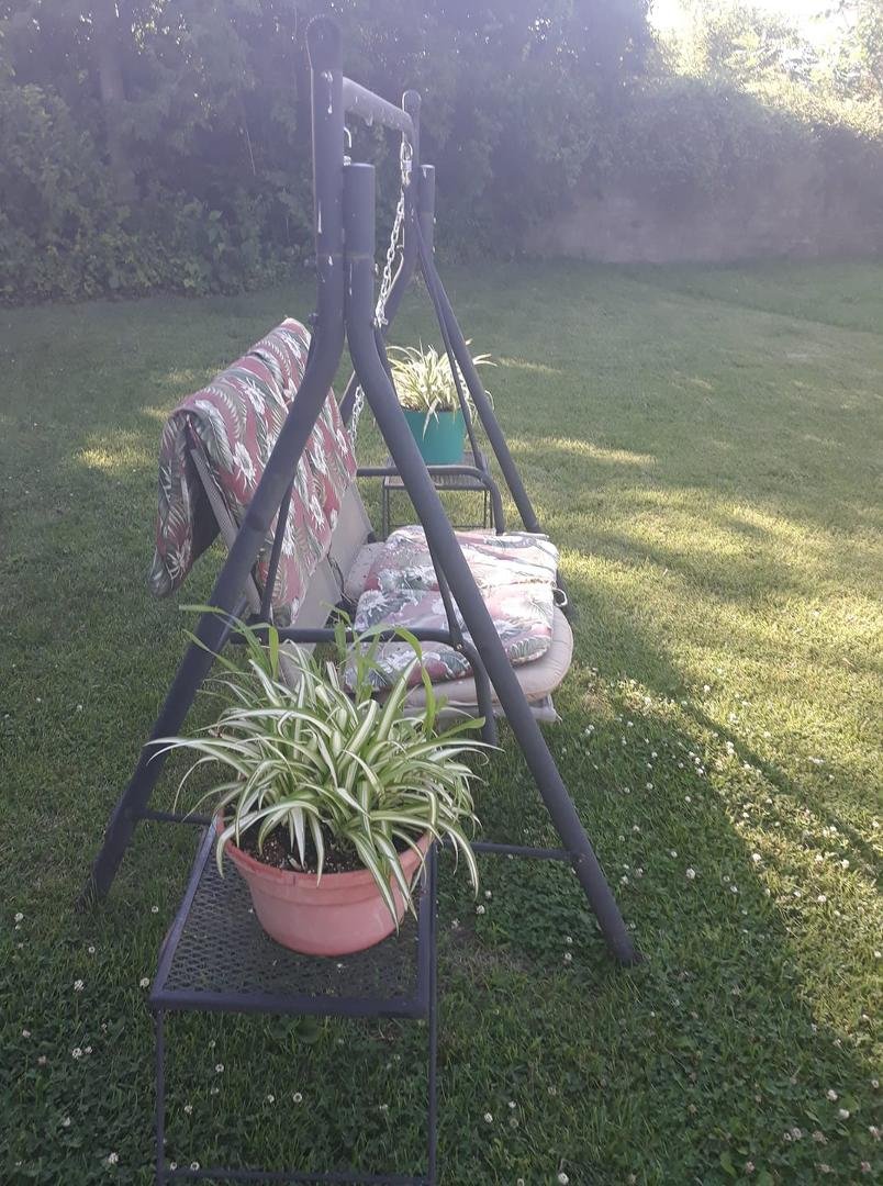 These spider plants are over 15 years old..
