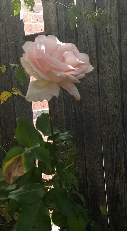 Mary Forrester's album, Mobile Uploads