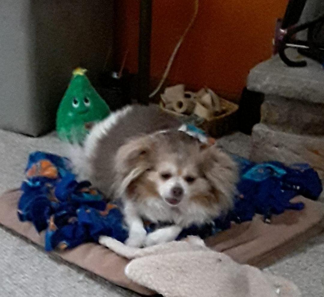 When is the groomer opening?????