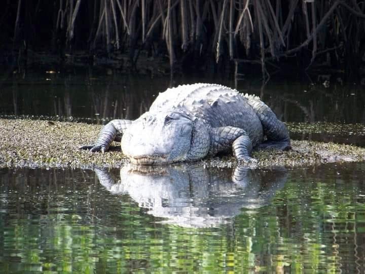 This gator was on the bank of the Loxahatchee River back in 2010.