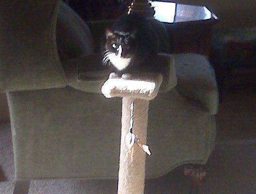 Coco enjoying her new cat scratcher...finally!