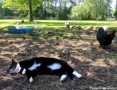 Why cats are generally not hired to be the guardians of livestock...