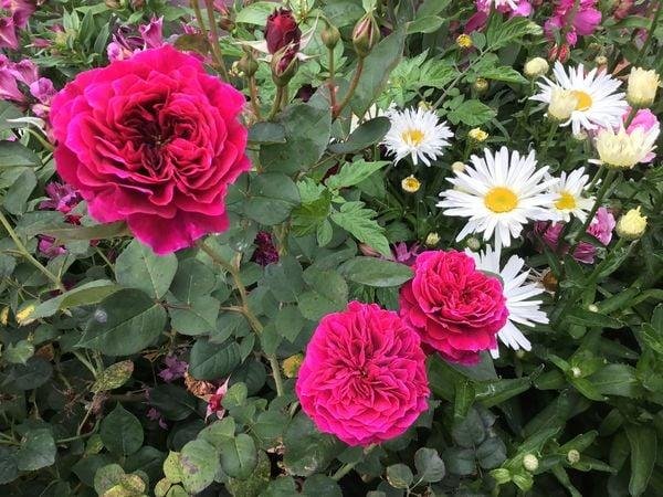 Prospero rose with shasta daisies.