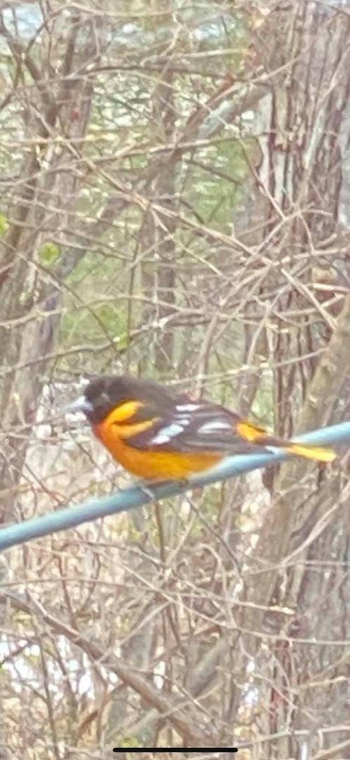 Snow this morning but welcome spring tonight-
This little guy stopped for dinner at the feeder!