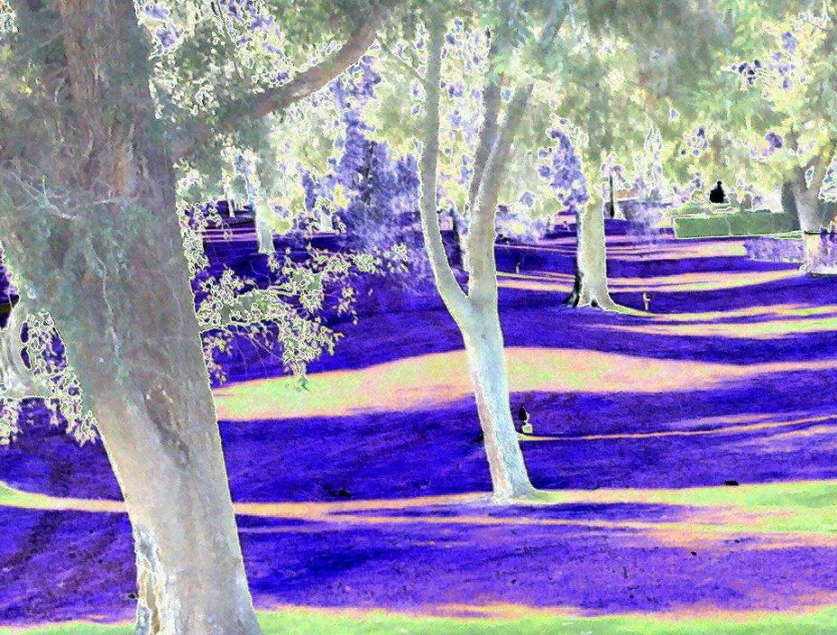 Barney Rogoff's album, my photography