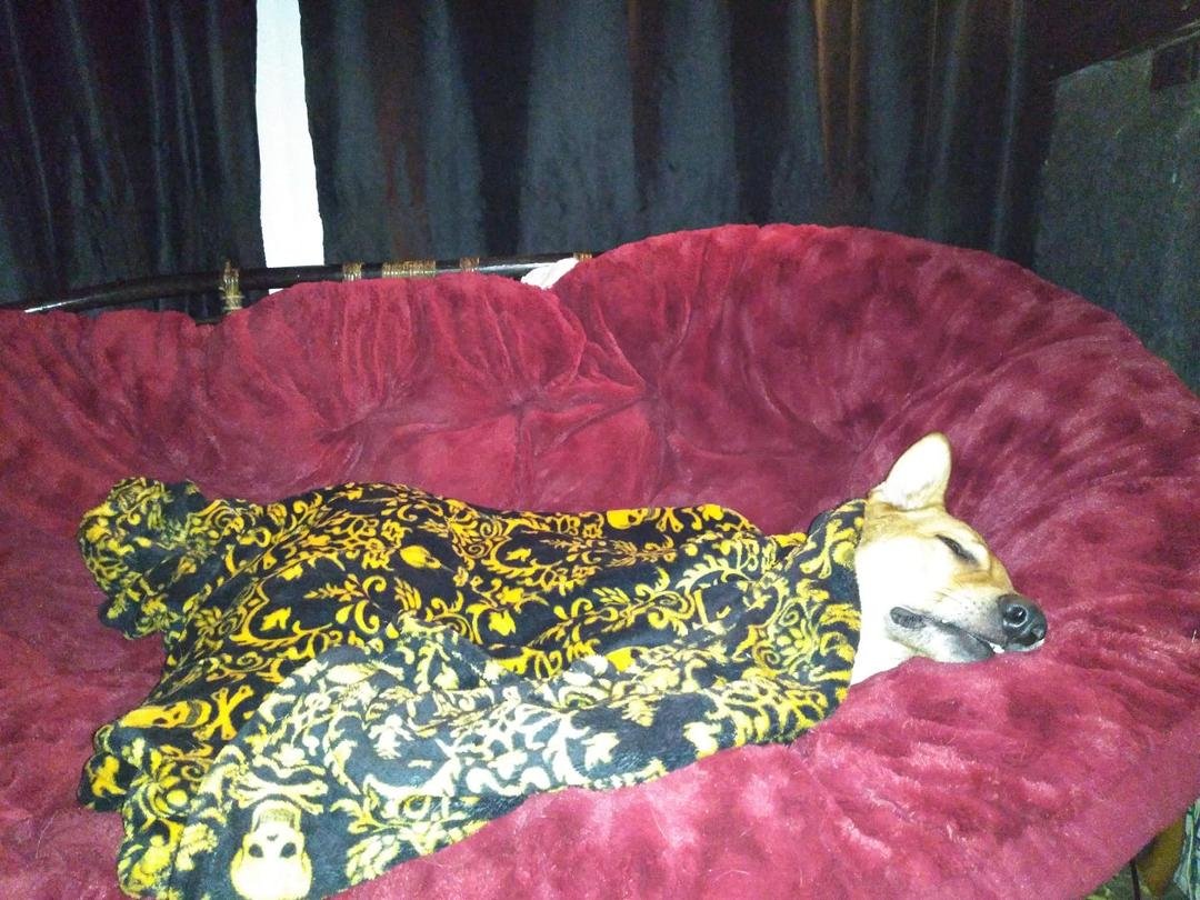 Karma has such a hard life. I don't think he is spoiled