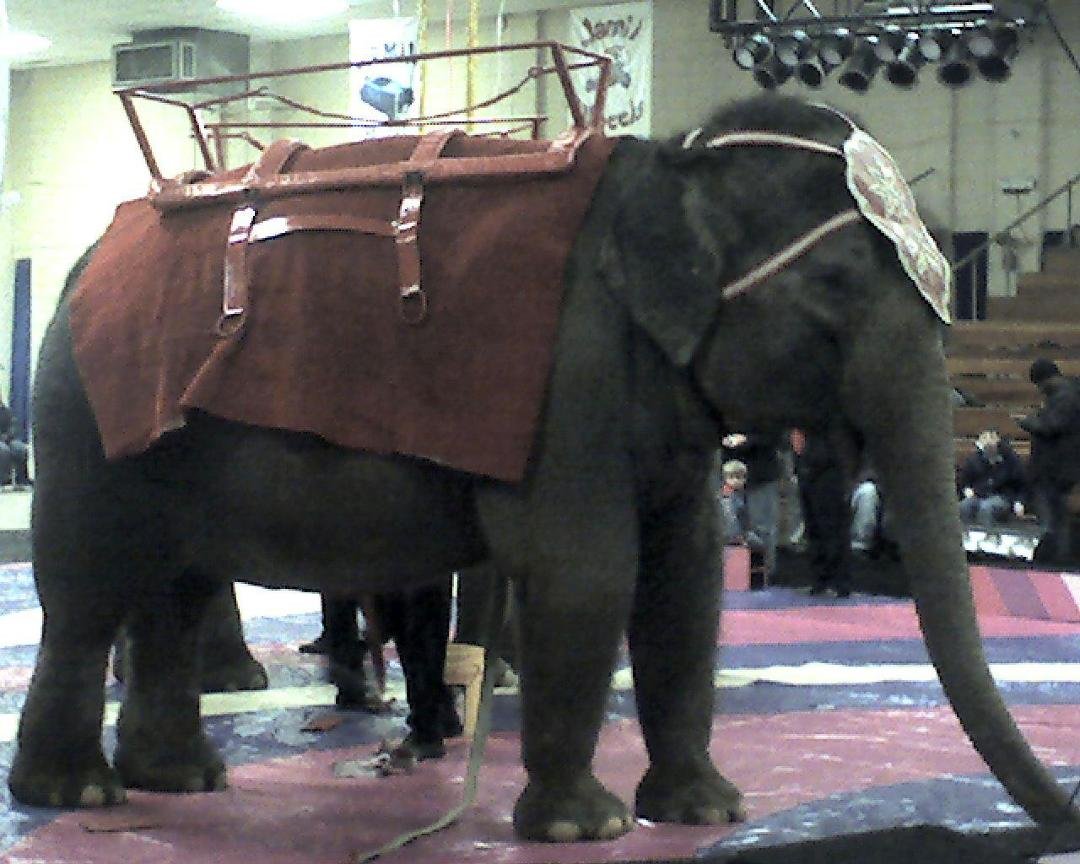 Had a busy weekend helping at Jamil Shriners Circus with the Royal Hanneford Circus.