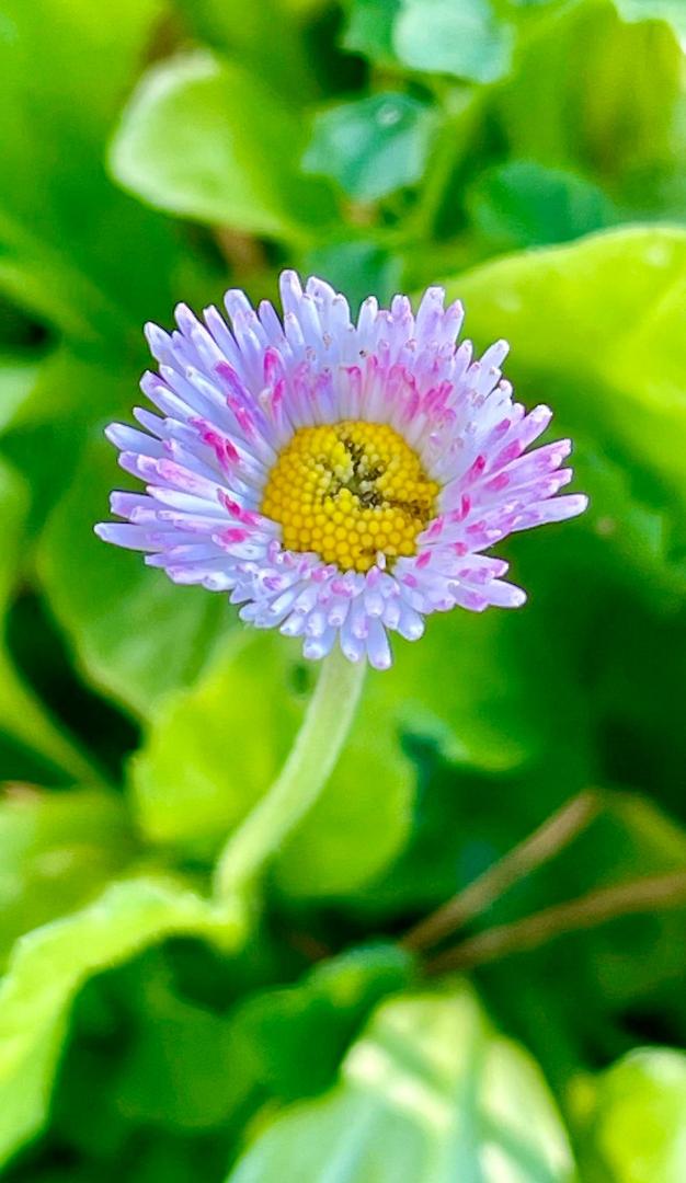 Pink alert: this Daisy's got it going on!