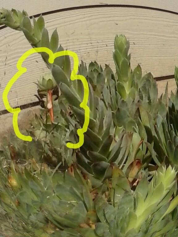 I found a face in my pineapple hen and chicks