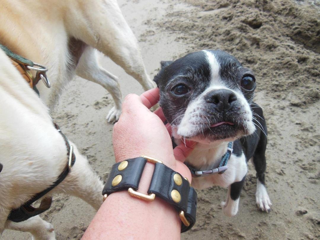 Oreo just finished digging a giant hole, launching herself at an attacking German Shepherd, and jogging on the beach with Palo, Wayne, and Susan Thompson