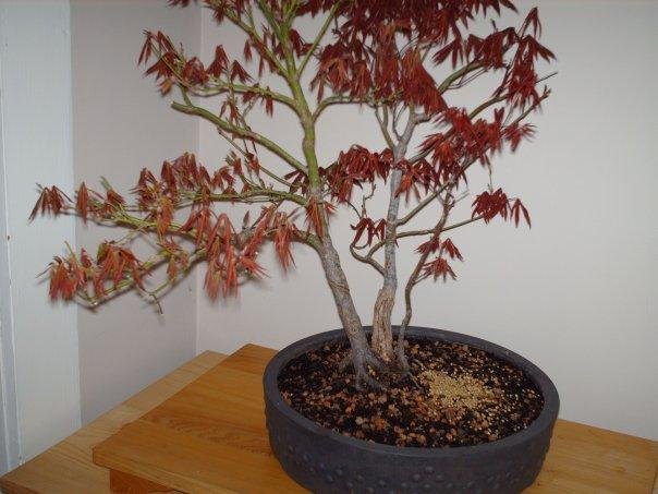 Japanese maple