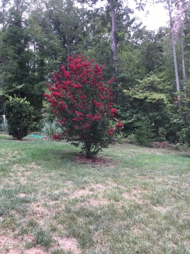 Sharon Lebow's album, Mobile Uploads