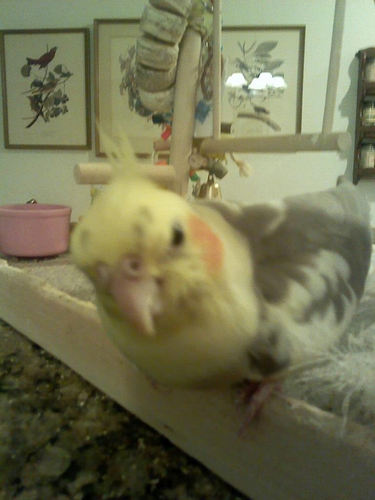 My office is freezing, nice sunny day outside, missing my birdie, Pearl, waiting for me at home.