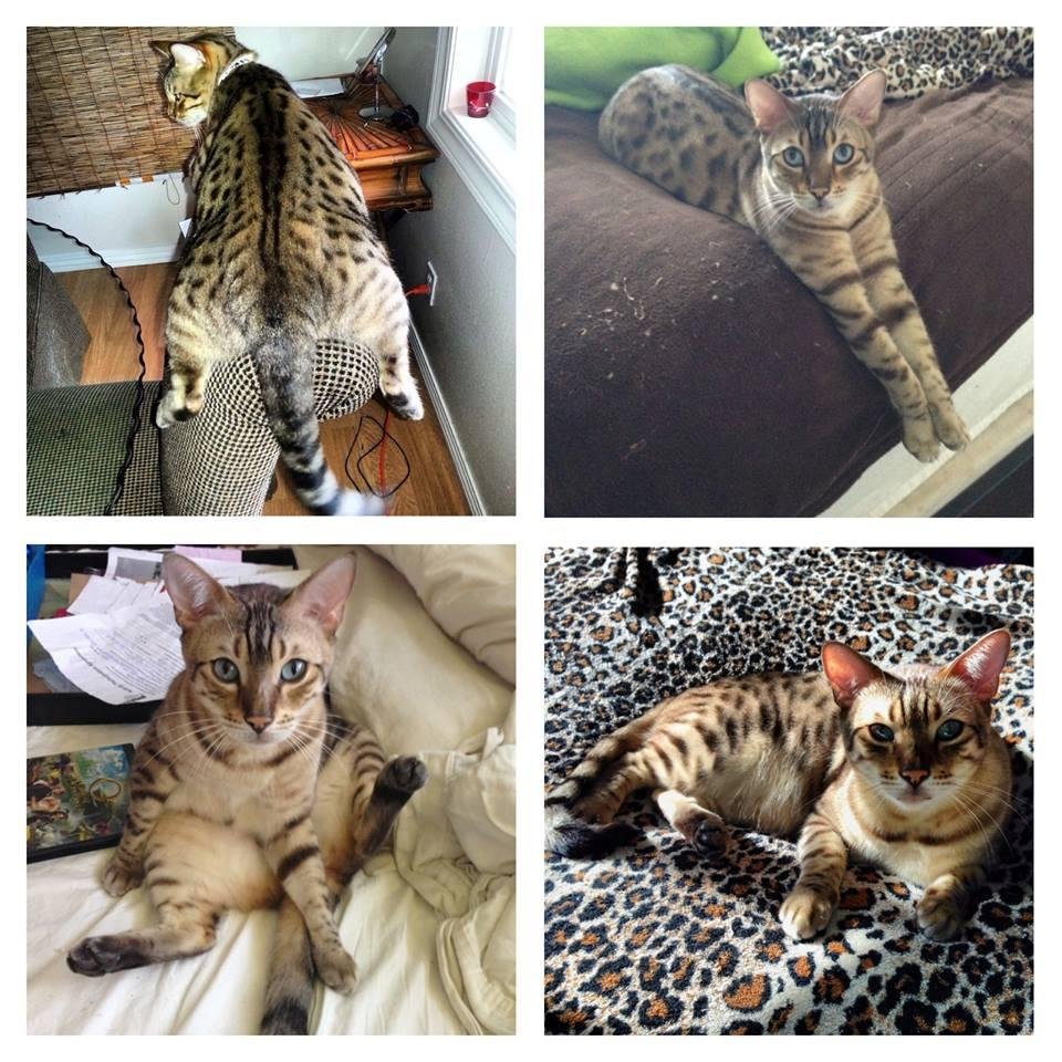 SKUNKY, Trish's BENGAL CAT is MISSING in ALOHA OREGON
She lives near 209th and Farmington. Please keep your eyes out for SKUNKY in that area.
Hes super friendly
He's fixed and an indoor Kitty only (not wearing a collar)
P