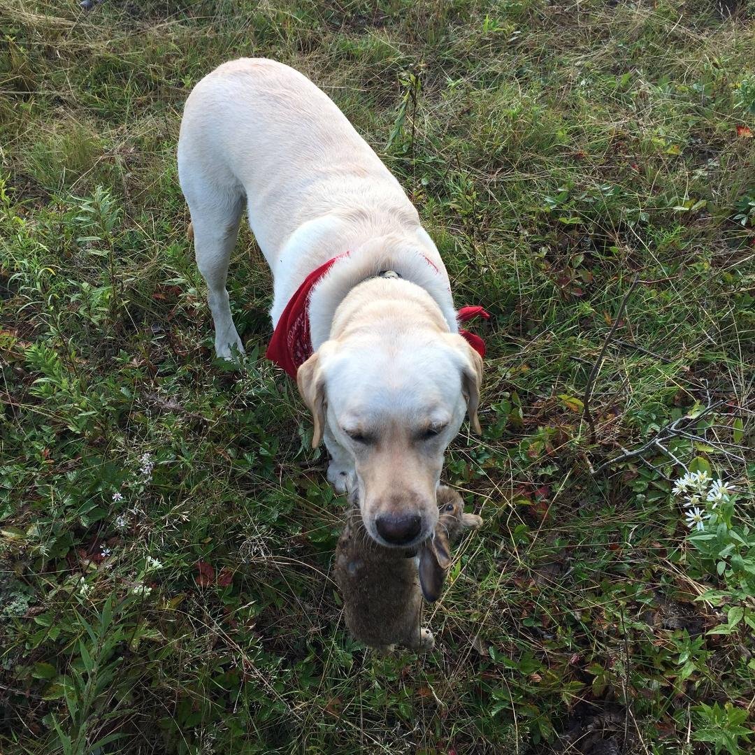 Dora - my Explorer