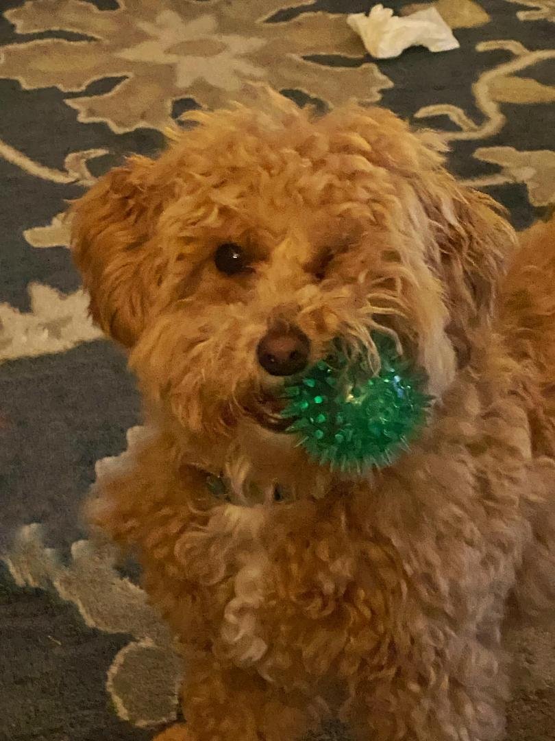 Butters would like to play. Who’s in?