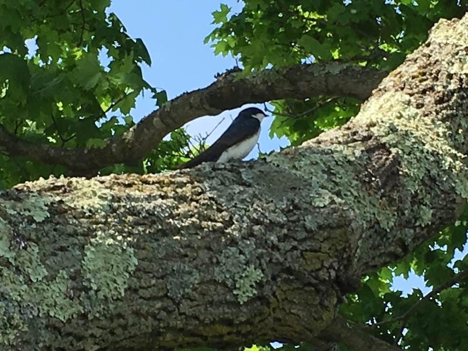 Picture I took Friday of a bird at Janice's (Don's sister) front yard. Cannot believe I got this close without him flying off. Pretty little bird.