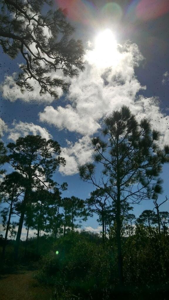 Interesting picture taken at Jonathan Dickinson State Park. At the top of the picture can you see the angel with rainbow colored wings? On the bottom left of the picture can you see the orb ? Parts of Florida are on the